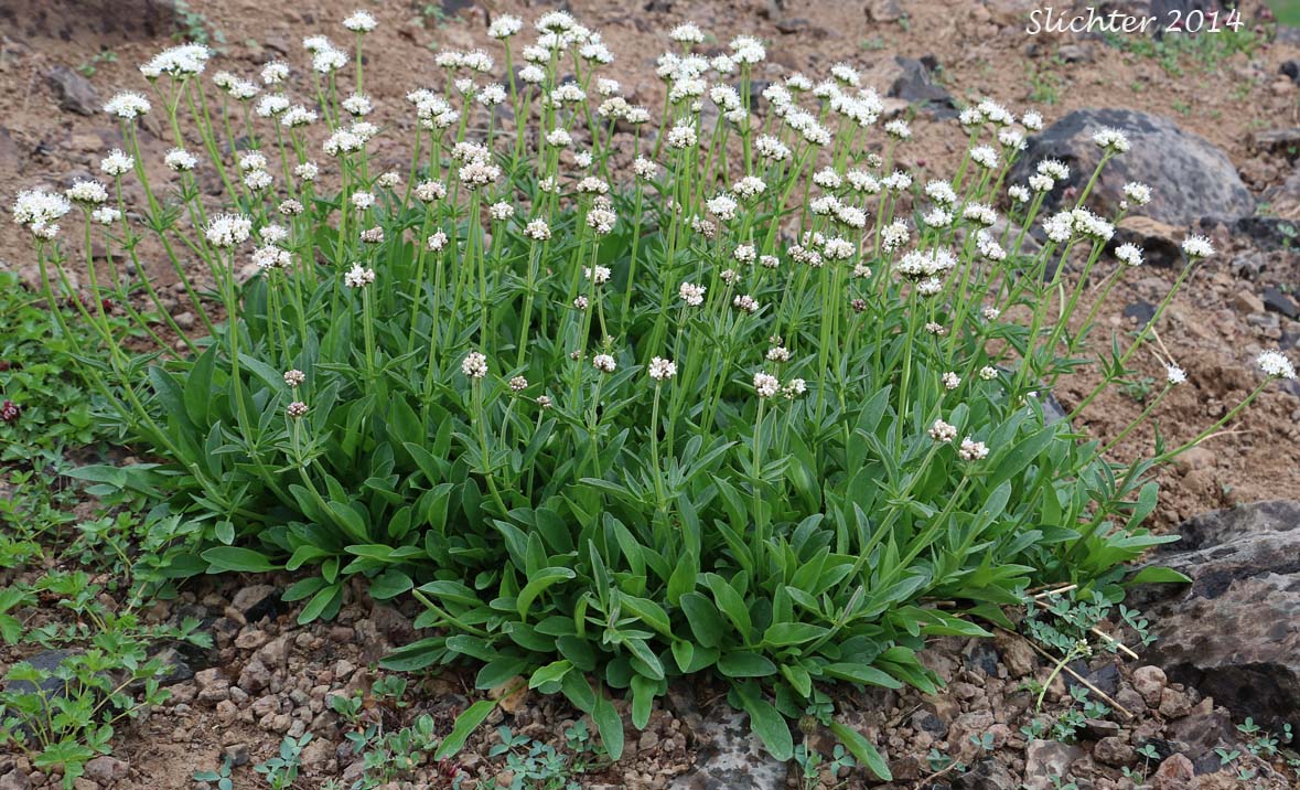 Downy-fruited Valerian, Forest Valerian: Valeriana acutiloba var. pubicarpa (Synonyms: Valeriana capitata ssp. pubicarpa, Valeriana pubicarpa)