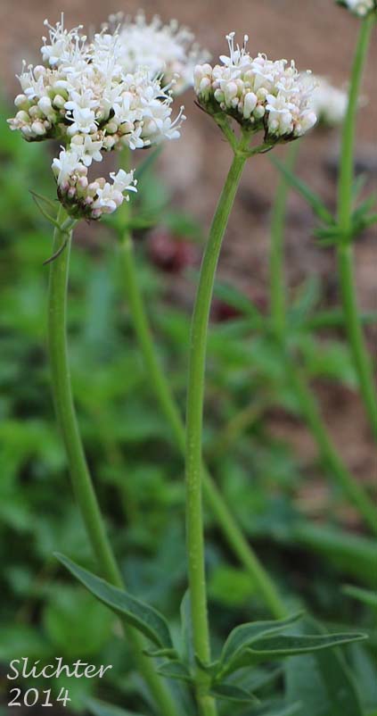 Downy-fruited Valerian, Forest Valerian: Valeriana acutiloba var. pubicarpa (Synonyms: Valeriana capitata ssp. pubicarpa, Valeriana pubicarpa)