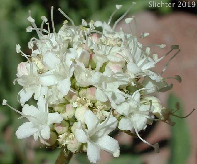 California Valerian: Valeriana californica (Synonyms: Valeriana acutiloba var. glabra, Valeriana capitata, Valeriana capitata ssp. californica)