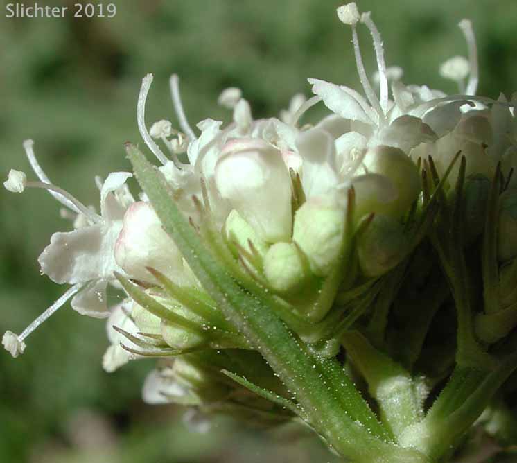 California Valerian: Valeriana californica (Synonyms: Valeriana acutiloba var. glabra, Valeriana capitata, Valeriana capitata ssp. californica)