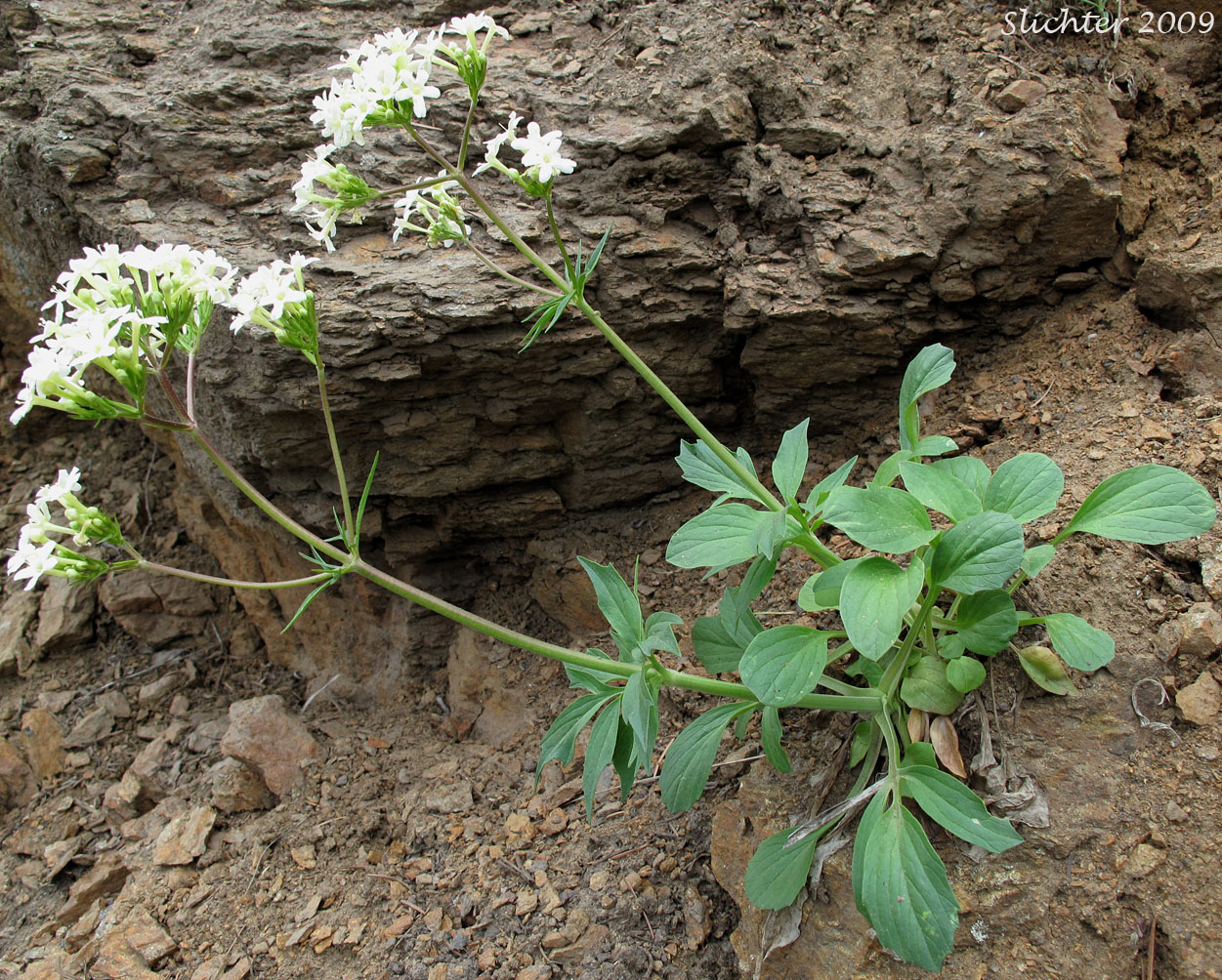 Wenatchee Valerian: Valeriana columbiana