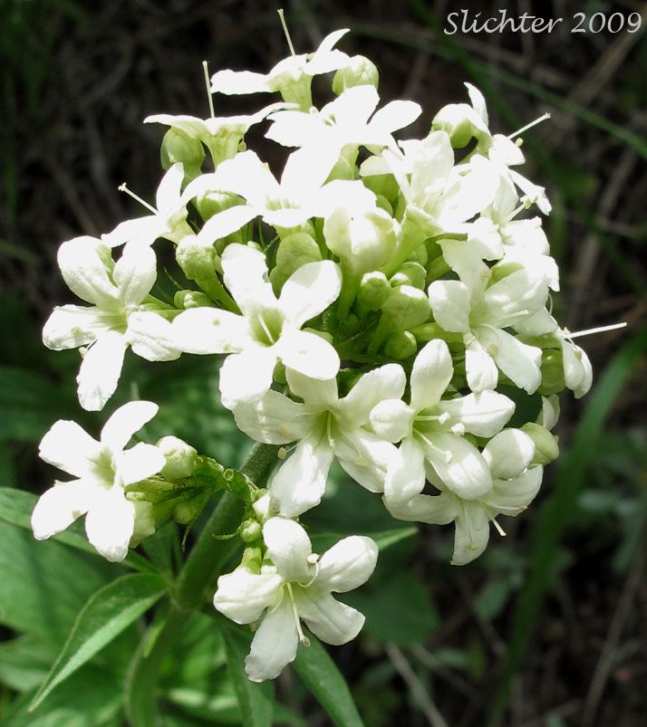 Close-up of the inflorescence of Wenatchee Valerian: Valeriana columbiana