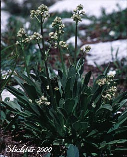Edible Valerian, Tobacco Root, Tobacco-root: Valeriana edulis var. edulis