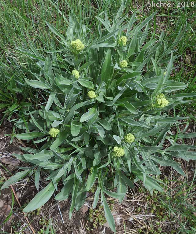 Edible Valerian, Tobacco Root, Tobacco-root: Valeriana edulis var. edulis