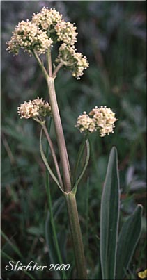 Inflorescence of Edible Valerian, Tobacco Root, Tobacco-root: Valeriana edulis var. edulis