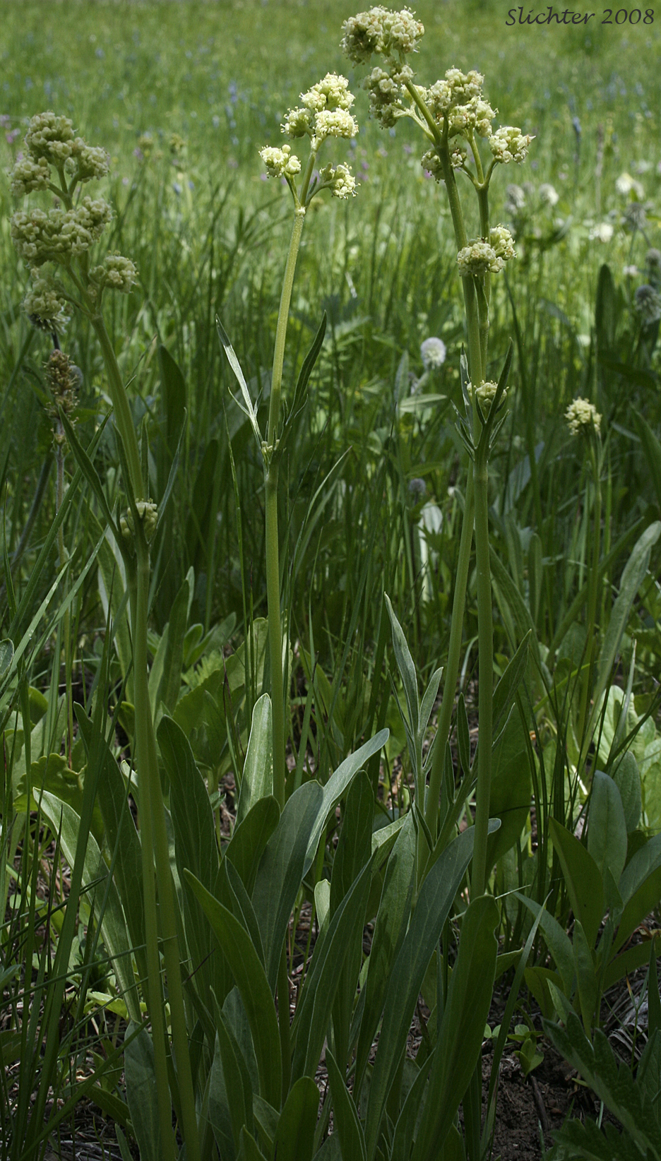 Edible Valerian, Tobacco Root, Tobacco-root: Valeriana edulis var. edulis