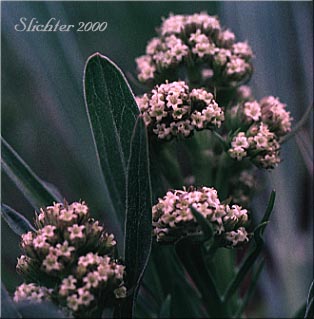 Edible Valerian, Tobacco Root, Tobacco-root: Valeriana edulis var. edulis