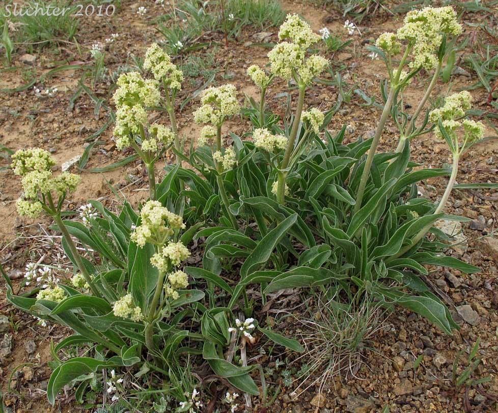 Edible Valerian, Tobacco Root, Tobacco-root: Valeriana edulis var. edulis
