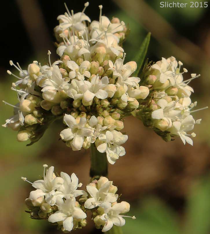 Mountain Heliotrope, Sitka Valerian: Valeriana sitchensis (Synonyms: Valerianella sitchensis, Valeriana sitchensis var. hookeri, Valeriana sitchensis var. sitchensis)