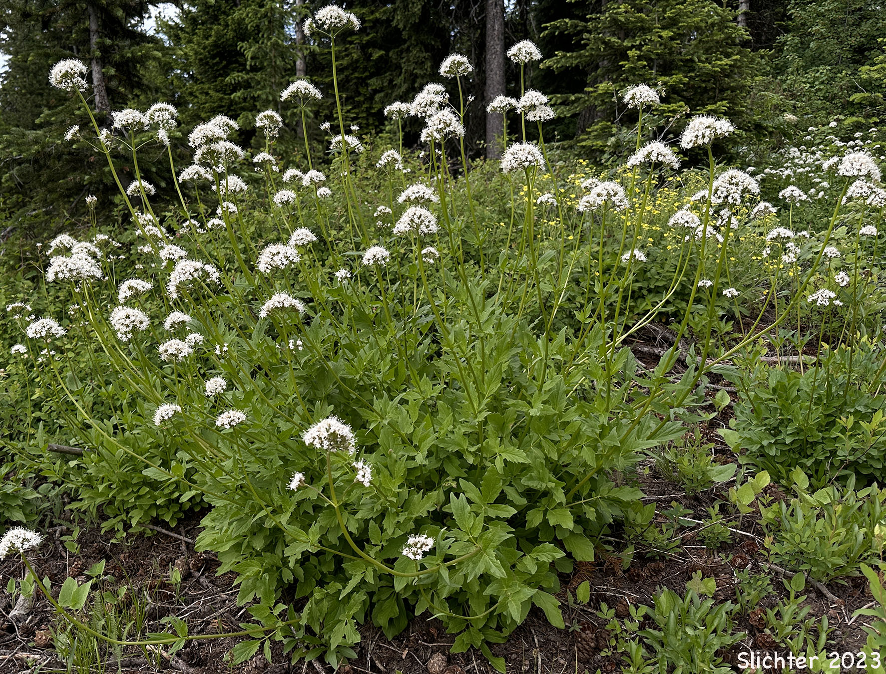 Mountain Heliotrope, Sitka Valerian: Valeriana sitchensis (Synonyms: Valerianella sitchensis, Valeriana sitchensis var. hookeri, Valeriana sitchensis var. sitchensis)