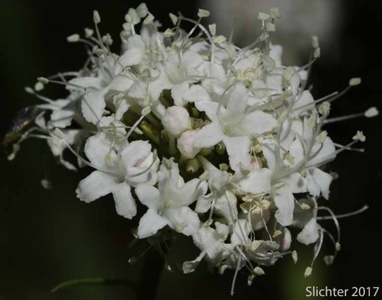 Inflorescence of Mountain Heliotrope, Sitka Valerian: Valeriana sitchensis (Synonyms: Valerianella sitchensis, Valeriana sitchensis var. hookeri, Valeriana sitchensis var. sitchensis)