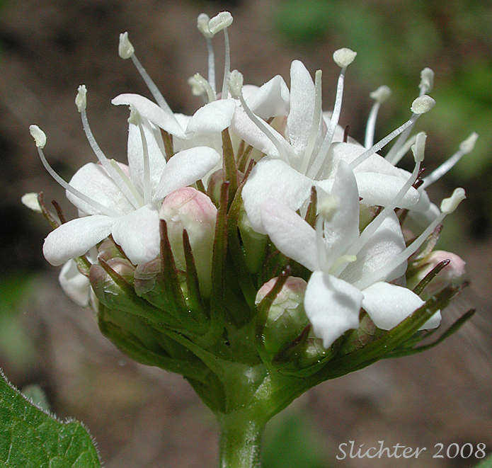 Inflorescence of Mountain Heliotrope, Sitka Valerian: Valeriana sitchensis (Synonyms: Valerianella sitchensis, Valeriana sitchensis var. hookeri, Valeriana sitchensis var. sitchensis)