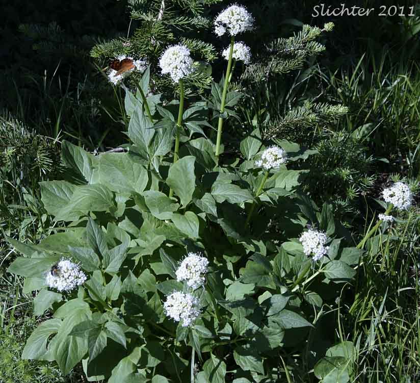 Mountain Heliotrope, Sitka Valerian: Valeriana sitchensis (Synonyms: Valerianella sitchensis, Valeriana sitchensis var. hookeri, Valeriana sitchensis var. sitchensis)