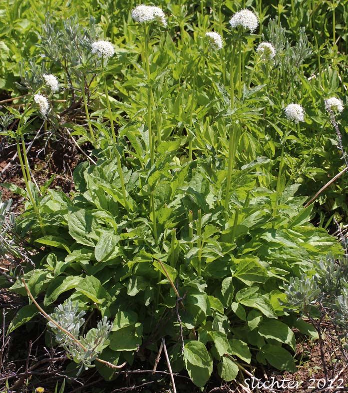 Mountain Heliotrope, Sitka Valerian: Valeriana sitchensis (Synonyms: Valerianella sitchensis, Valeriana sitchensis var. hookeri, Valeriana sitchensis var. sitchensis)