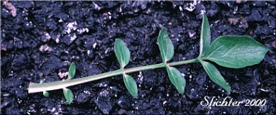 Basal leaf of Mountain Heliotrope, Sitka Valerian: Valeriana sitchensis (Synonyms: Valerianella sitchensis, Valeriana sitchensis var. hookeri, Valeriana sitchensis var. sitchensis)