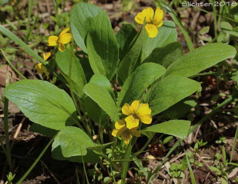 Baker's Violet, Yellow Prairie Violet: Viola bakeri (Synonyms: Viola nuttallii, Viola nuttallii var. bakeri)
