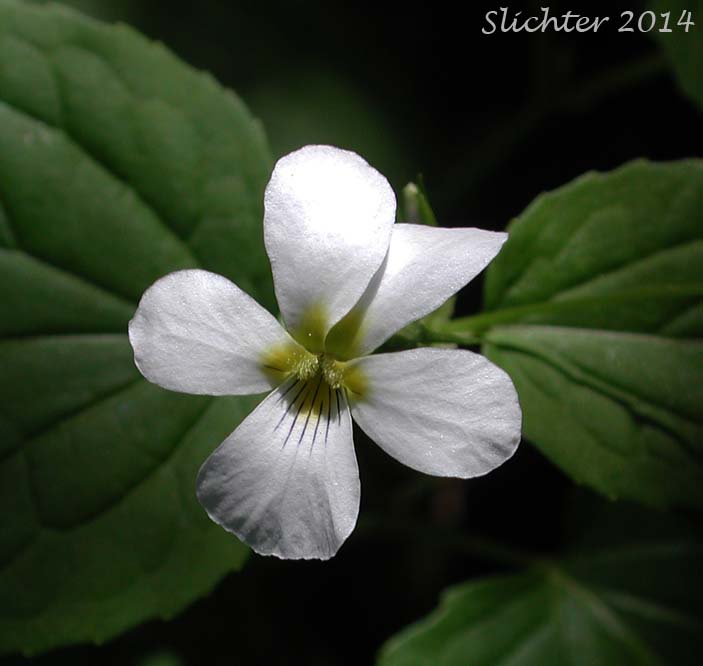 Canada Violet, Canadian White Violet, Creepingroot Violet, Western Canadian Violet: Viola canadensis (Synonyms: Viola canadensis, Viola canadensis ssp. rydbergii, Viola rugulosa, Viola rydbergii)