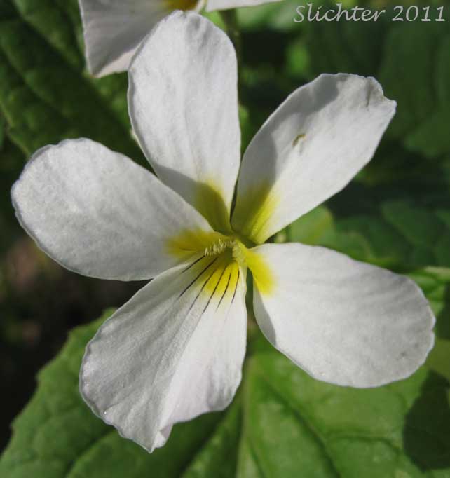 Close-up of the flower of Canada Violet, Canadian White Violet, Creepingroot Violet, Western Canadian Violet: Viola canadensis var. rugulosa (Synonym: Viola canadensis, Viola canadensis ssp. rydbergii, Viola rugulosa, Viola rydbergii)