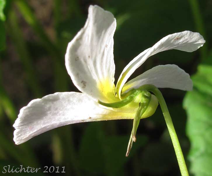 Close-up sideview of the flower of Canada Violet, Canadian White Violet, Creepingroot Violet, Western Canadian Violet: Viola canadensis var. rugulosa (Synonym: Viola canadensis, Viola canadensis ssp. rydbergii, Viola rugulosa, Viola rydbergii)