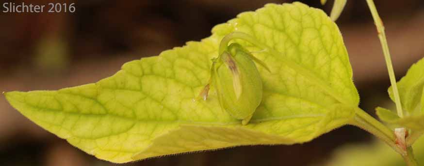 Stem leaf and seed capsule of Canada Violet, Canadian White Violet, Creepingroot Violet, Western Canadian Violet: Viola canadensis (Synonyms: Viola canadensis, Viola canadensis ssp. rydbergii, Viola rugulosa, Viola rydbergii)