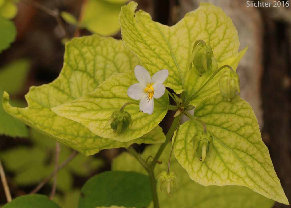 Canada Violet, Canadian White Violet, Creepingroot Violet, Western Canadian Violet: Viola canadensis (Synonyms: Viola canadensis, Viola canadensis ssp. rydbergii, Viola rugulosa, Viola rydbergii)