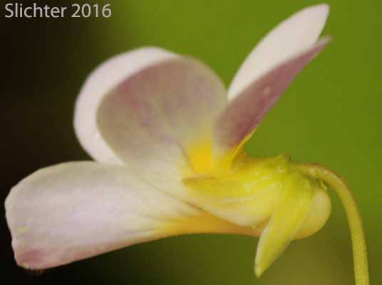 Sideview of a flower of Canada Violet, Canadian White Violet, Creepingroot Violet, Western Canadian Violet: Viola canadensis (Synonyms: Viola canadensis, Viola canadensis ssp. rydbergii, Viola rugulosa, Viola rydbergii)