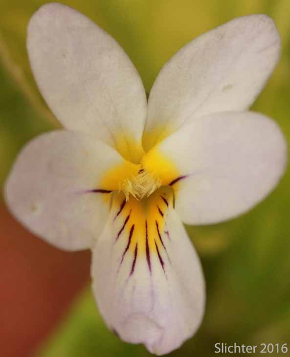 Flower of Canada Violet, Canadian White Violet, Creepingroot Violet, Western Canadian Violet: Viola canadensis (Synonyms: Viola canadensis, Viola canadensis ssp. rydbergii, Viola rugulosa, Viola rydbergii)