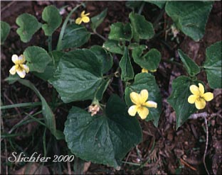 Stream Violet, Wood Violet, Pioneer Violet: Viola glabella