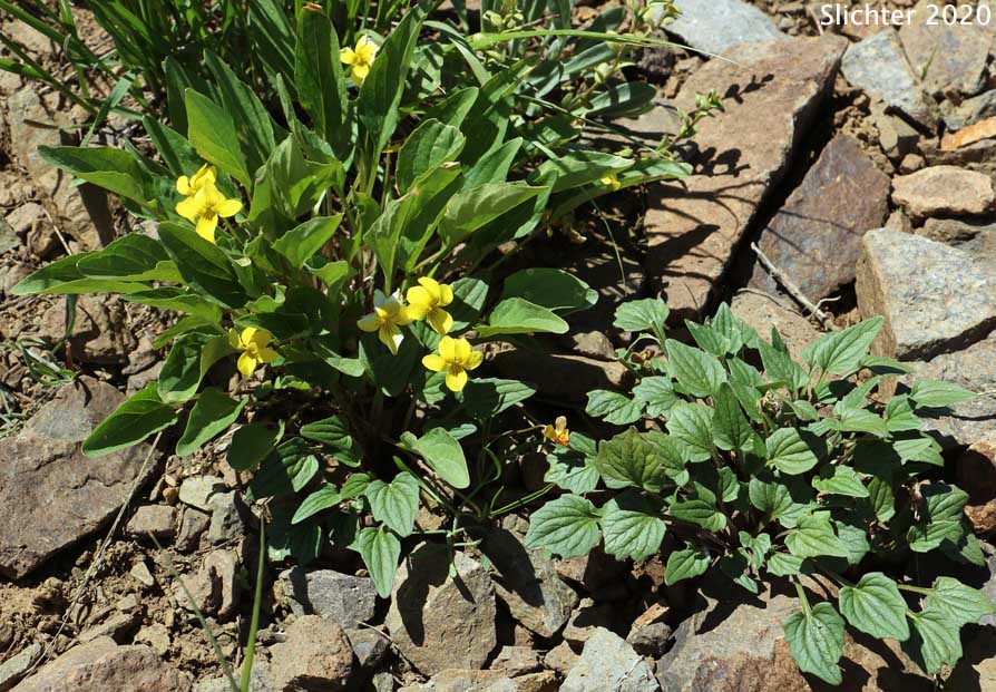 Canary Violet, Upland Yellow Violet, Wavyleaf Violet: Viola praemorsa ssp. linguifolia (Synonyms: Viola flavovirens, Viola linguifolia, Viola nuttallii var. linguifolia, Viola nuttallii var. major , Viola praemorsa ssp. arida, Viola praemorsa ssp. flavovirens, Viola praemorsa ssp. major, Viola praemorsa ssp. oregona, Viola praemorsa var. altior, Viola praemorsa var. linguifolia, Viola vallicola var. major)