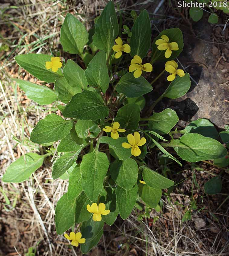 Canary Violet, Upland Yellow Violet, Wavyleaf Violet: Viola praemorsa ssp. linguifolia (Synonyms: Viola flavovirens, Viola linguifolia, Viola nuttallii var. linguifolia, Viola nuttallii var. major , Viola praemorsa ssp. arida, Viola praemorsa ssp. flavovirens, Viola praemorsa ssp. major, Viola praemorsa ssp. oregona, Viola praemorsa var. altior, Viola praemorsa var. linguifolia, Viola vallicola var. major)