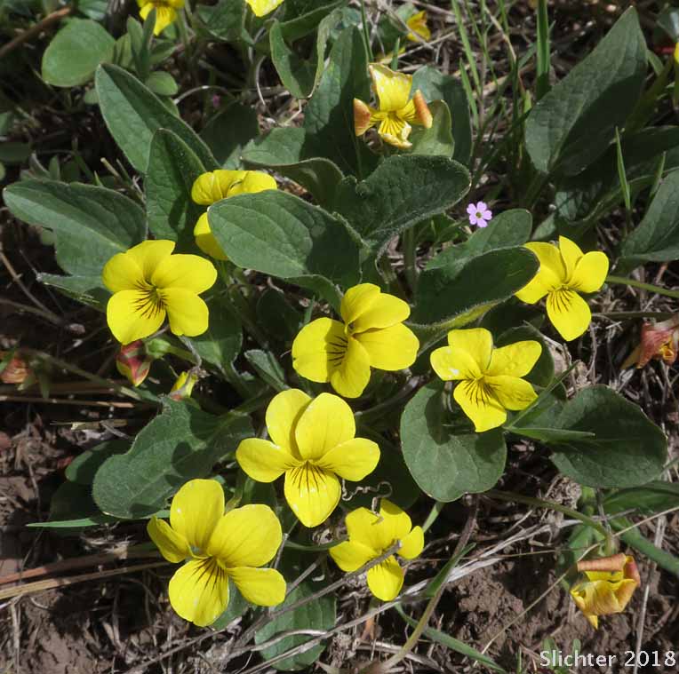 Canary Violet, Upland Yellow Violet, Wavyleaf Violet: Viola praemorsa ssp. linguifolia (Synonyms: Viola flavovirens, Viola linguifolia, Viola nuttallii var. linguifolia, Viola nuttallii var. major , Viola praemorsa ssp. arida, Viola praemorsa ssp. flavovirens, Viola praemorsa ssp. major, Viola praemorsa ssp. oregona, Viola praemorsa var. altior, Viola praemorsa var. linguifolia, Viola vallicola var. major)