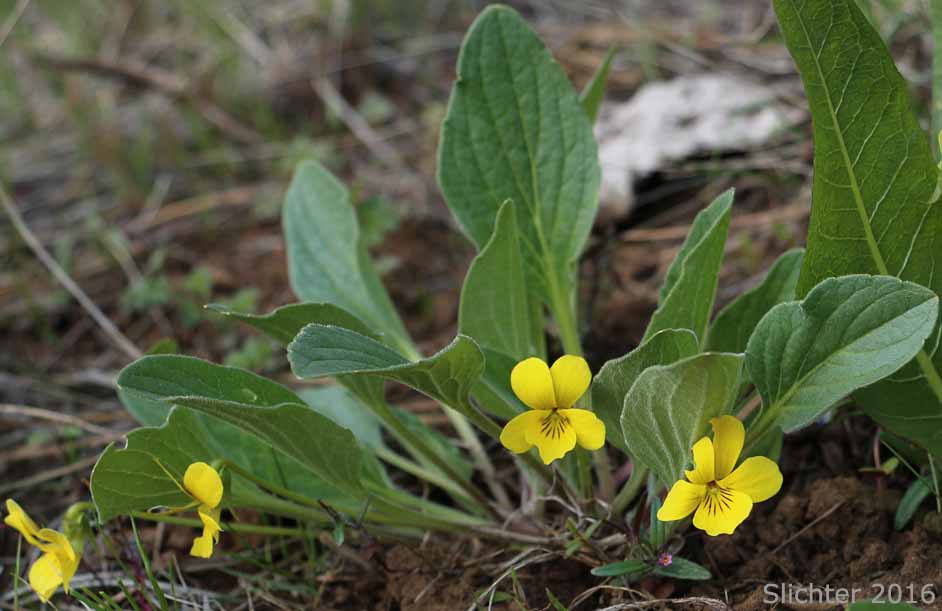 Canary Violet, Upland Yellow Violet, Wavyleaf Violet: Viola praemorsa ssp. linguifolia (Synonyms: Viola flavovirens, Viola linguifolia, Viola nuttallii var. linguifolia, Viola nuttallii var. major , Viola praemorsa ssp. arida, Viola praemorsa ssp. flavovirens, Viola praemorsa ssp. major, Viola praemorsa ssp. oregona, Viola praemorsa var. altior, Viola praemorsa var. linguifolia, Viola vallicola var. major)