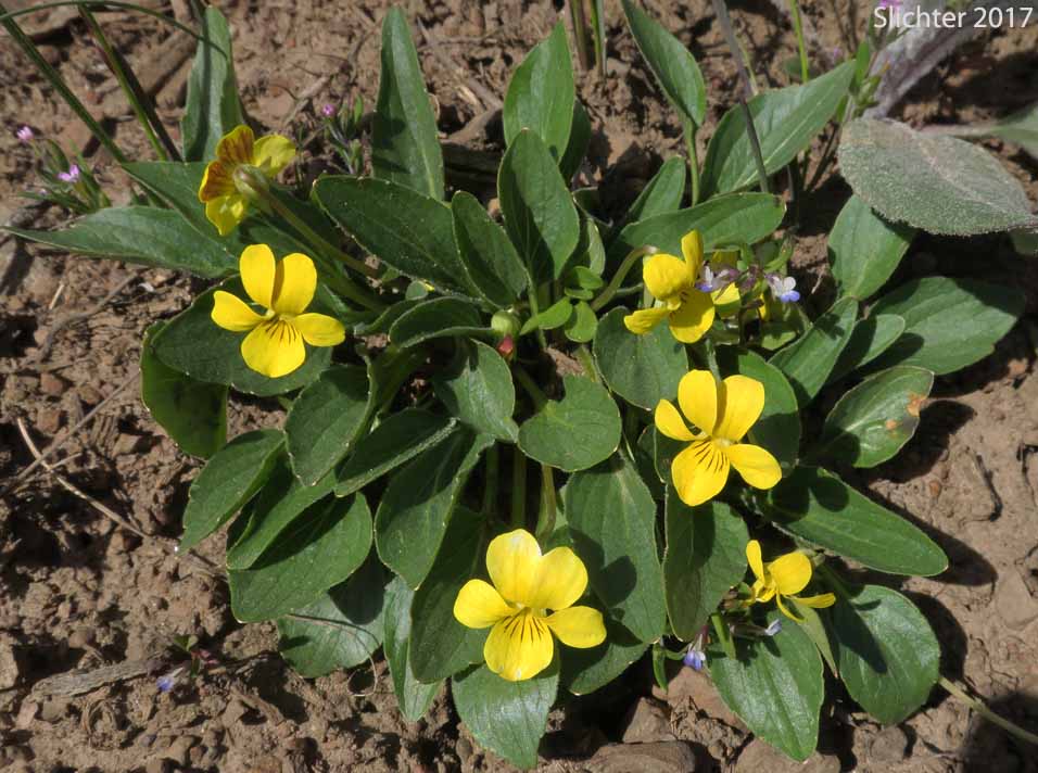 Canary Violet, Upland Yellow Violet, Wavyleaf Violet: Viola praemorsa ssp. linguifolia (Synonyms: Viola flavovirens, Viola linguifolia, Viola nuttallii var. linguifolia, Viola nuttallii var. major , Viola praemorsa ssp. arida, Viola praemorsa ssp. flavovirens, Viola praemorsa ssp. major, Viola praemorsa ssp. oregona, Viola praemorsa var. altior, Viola praemorsa var. linguifolia, Viola vallicola var. major)