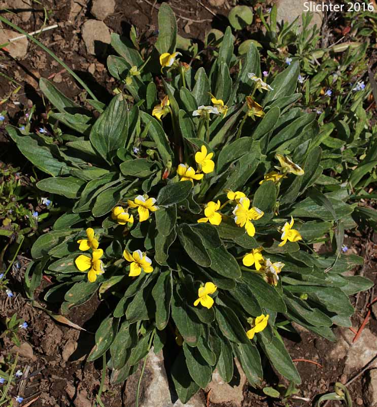 Canary Violet, Upland Yellow Violet, Wavyleaf Violet: Viola praemorsa ssp. linguifolia (Synonyms: Viola flavovirens, Viola linguifolia, Viola nuttallii var. linguifolia, Viola nuttallii var. major , Viola praemorsa ssp. arida, Viola praemorsa ssp. flavovirens, Viola praemorsa ssp. major, Viola praemorsa ssp. oregona, Viola praemorsa var. altior, Viola praemorsa var. linguifolia, Viola vallicola var. major)
