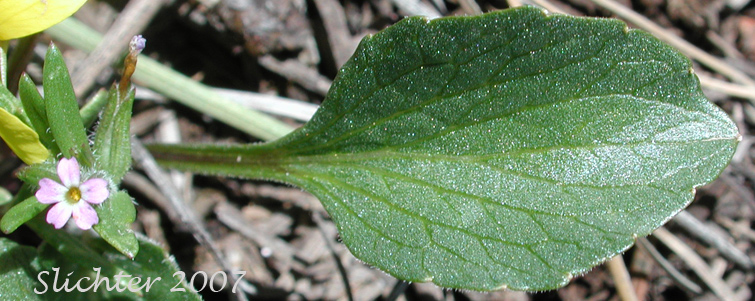Basal leaf of Canary Violet, Upland Yellow Violet, Wavyleaf Violet: Viola praemorsa ssp. linguifolia (Synonyms: Viola flavovirens, Viola linguifolia, Viola nuttallii var. linguifolia, Viola nuttallii var. major , Viola praemorsa ssp. arida, Viola praemorsa ssp. flavovirens, Viola praemorsa ssp. major, Viola praemorsa ssp. oregona, Viola praemorsa var. altior, Viola praemorsa var. linguifolia, Viola vallicola var. major)