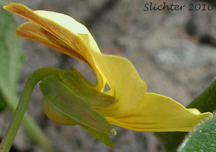 Close-up sideview of the flower of Canary Violet, Upland Yellow Violet, Wavyleaf Violet: Viola praemorsa ssp. linguifolia (Synonyms: Viola flavovirens, Viola linguifolia, Viola nuttallii var. linguifolia, Viola nuttallii var. major , Viola praemorsa ssp. arida, Viola praemorsa ssp. flavovirens, Viola praemorsa ssp. major, Viola praemorsa ssp. oregona, Viola praemorsa var. altior, Viola praemorsa var. linguifolia, Viola vallicola var. major)