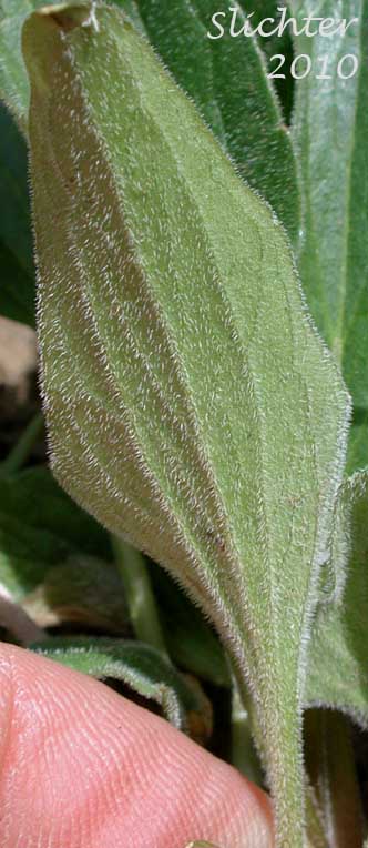 Ventral leaf surface of a basal leaf of Canary Violet, Upland Yellow Violet, Wavyleaf Violet: Viola praemorsa ssp. linguifolia (Synonyms: Viola flavovirens, Viola linguifolia, Viola nuttallii var. linguifolia, Viola nuttallii var. major , Viola praemorsa ssp. arida, Viola praemorsa ssp. flavovirens, Viola praemorsa ssp. major, Viola praemorsa ssp. oregona, Viola praemorsa var. altior, Viola praemorsa var. linguifolia, Viola vallicola var. major)