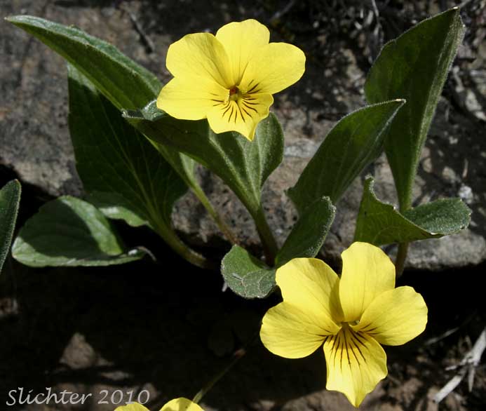 Canary Violet, Upland Yellow Violet, Wavyleaf Violet: Viola praemorsa ssp. linguifolia (Synonyms: Viola flavovirens, Viola linguifolia, Viola nuttallii var. linguifolia, Viola nuttallii var. major , Viola praemorsa ssp. arida, Viola praemorsa ssp. flavovirens, Viola praemorsa ssp. major, Viola praemorsa ssp. oregona, Viola praemorsa var. altior, Viola praemorsa var. linguifolia, Viola vallicola var. major)