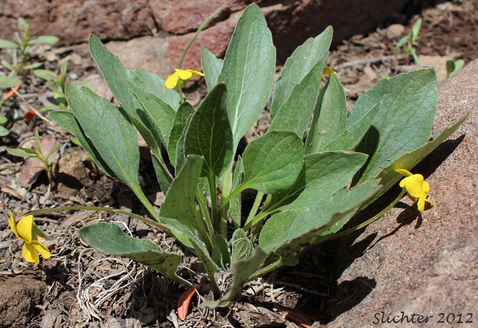 Canary Violet, Upland Yellow Violet, Wavyleaf Violet: Viola praemorsa ssp. linguifolia (Synonyms: Viola flavovirens, Viola linguifolia, Viola nuttallii var. linguifolia, Viola nuttallii var. major , Viola praemorsa ssp. arida, Viola praemorsa ssp. flavovirens, Viola praemorsa ssp. major, Viola praemorsa ssp. oregona, Viola praemorsa var. altior, Viola praemorsa var. linguifolia, Viola vallicola var. major)