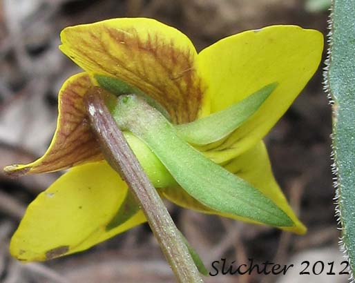 Back of the upper petals of Canary Violet, Upland Yellow Violet, Wavyleaf Violet: Viola praemorsa ssp. linguifolia (Synonyms: Viola flavovirens, Viola linguifolia, Viola nuttallii var. linguifolia, Viola nuttallii var. major , Viola praemorsa ssp. arida, Viola praemorsa ssp. flavovirens, Viola praemorsa ssp. major, Viola praemorsa ssp. oregona, Viola praemorsa var. altior, Viola praemorsa var. linguifolia, Viola vallicola var. major)