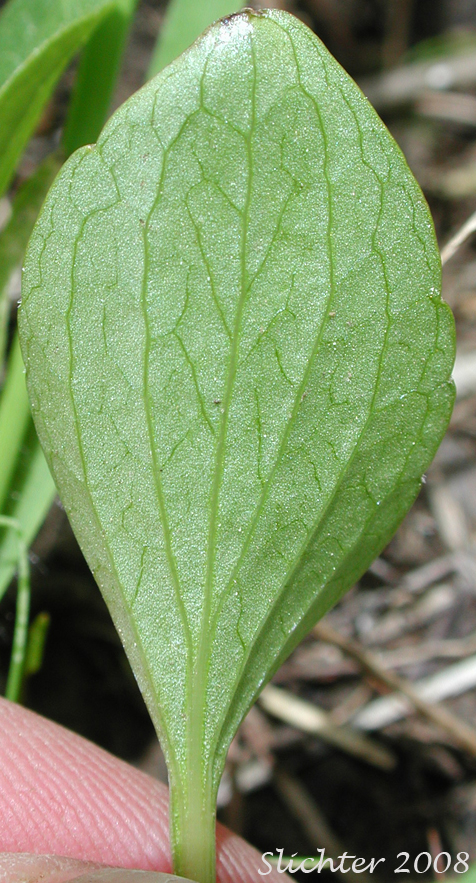 Ventral leaf surface of Canary Violet, Upland Yellow Violet, Wavyleaf Violet: Viola praemorsa ssp. linguifolia (Synonyms: Viola flavovirens, Viola linguifolia, Viola nuttallii var. linguifolia, Viola nuttallii var. major , Viola praemorsa ssp. arida, Viola praemorsa ssp. flavovirens, Viola praemorsa ssp. major, Viola praemorsa ssp. oregona, Viola praemorsa var. altior, Viola praemorsa var. linguifolia, Viola vallicola var. major)