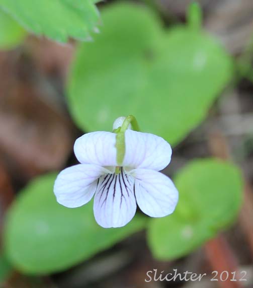 Small White Violet, Sweet White Violet: Viola macloskeyi (Synonyms: Viola macloskeyi ssp. macloskeyi, Viola macloskeyi ssp. pallens, Viola macloskeyi var. macloskeyi, Viola macloskeyi var. pallens)