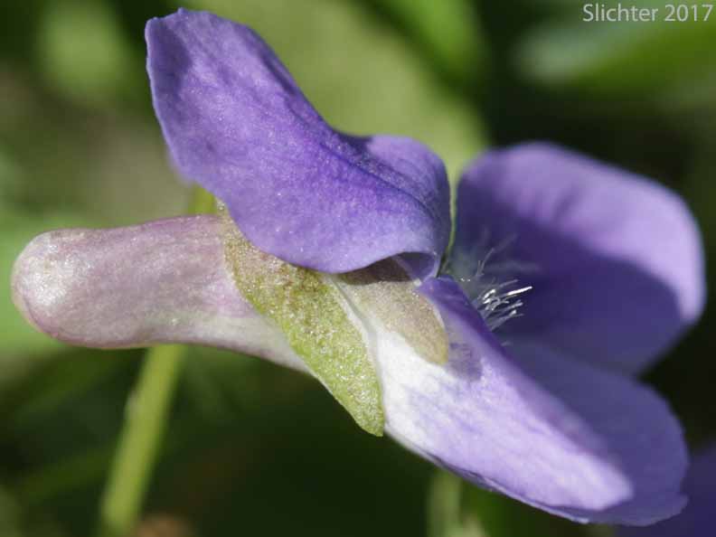 Northern Bog Violet: Viola nephrophylla (Synonyms: Viola affinis, Viola arizonica, Viola cognata, Viola mccabeiana, Viola nephrophylla var. arizonica, Viola nephrophylla var. cognata, Viola nephrophylla var. nephrophylla, Viola sororia, Viola sororia ssp. affinis, Viola sororia var. affinis)