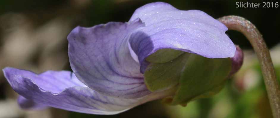 Northern Bog Violet: Viola nephrophylla (Synonyms: Viola affinis, Viola arizonica, Viola cognata, Viola mccabeiana, Viola nephrophylla var. arizonica, Viola nephrophylla var. cognata, Viola nephrophylla var. nephrophylla, Viola sororia, Viola sororia ssp. affinis, Viola sororia var. affinis)