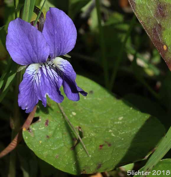 Northern Bog Violet: Viola nephrophylla (Synonyms: Viola affinis, Viola arizonica, Viola cognata, Viola mccabeiana, Viola nephrophylla var. arizonica, Viola nephrophylla var. cognata, Viola nephrophylla var. nephrophylla, Viola sororia, Viola sororia ssp. affinis, Viola sororia var. affinis)