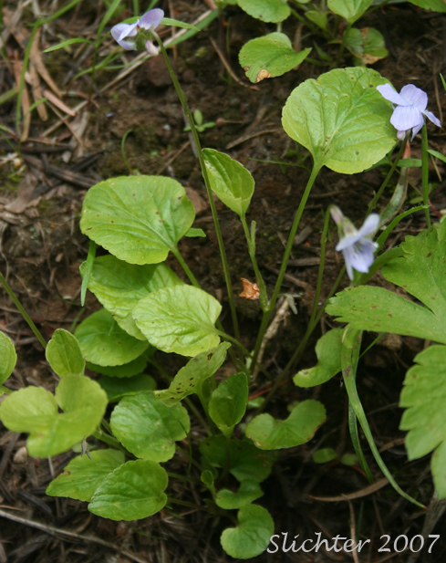 Long-spurred Violet, Western Longspur Violet, Hookedspur Violet, Early Blue Violet: Viola adunca (Synonynms: Viola adunca var. adunca, Viola adunca var. bellidifolia, Viola adunca var. cascadensis, Viola adunca ssp. oxyceras, Viola adunca var. oxyceras, Viola adunca var. uncinulata, Viola bellidifolia, Viola cascadensis)