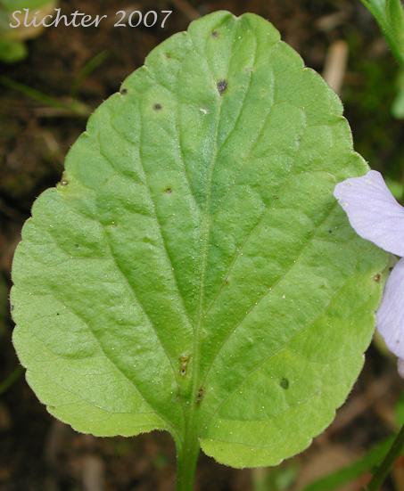 Leaf of Long-spurred Violet, Western Longspur Violet, Hookedspur Violet, Early Blue Violet: Viola adunca (Synonynms: Viola adunca var. adunca, Viola adunca var. bellidifolia, Viola adunca var. cascadensis, Viola adunca ssp. oxyceras, Viola adunca var. oxyceras, Viola adunca var. uncinulata, Viola bellidifolia, Viola cascadensis)