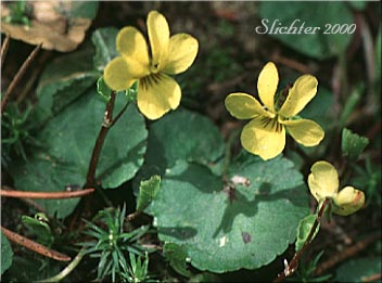 Darkwoods Violet, Evergreen Yellow Violet, Round-leaf Violet, Round-leaved Violet: Viola orbiculata (Synonyms: Viola sempervirens var. orbiculata, Viola sempervirens var. orbiculoides)