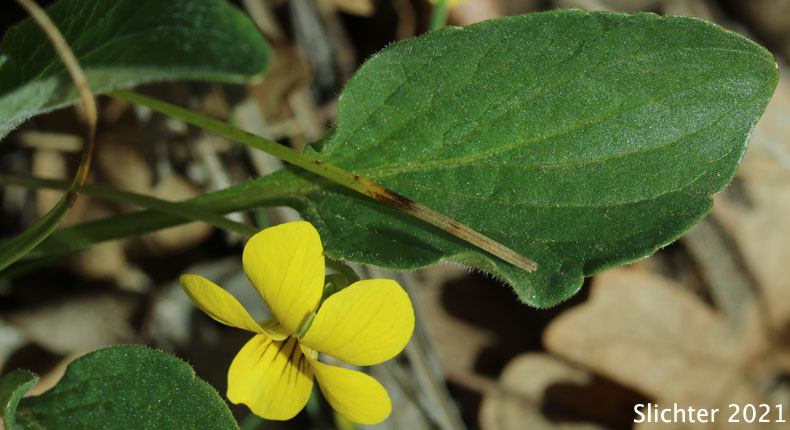 Canary Violet, Upland Yellow Violet, Yellow Montane Violet: Viola praemorsa ssp. praemorsa (Synonyms: Viola nuttallii ssp. praemorsa, Viola nuttallii var. praemorsa)
