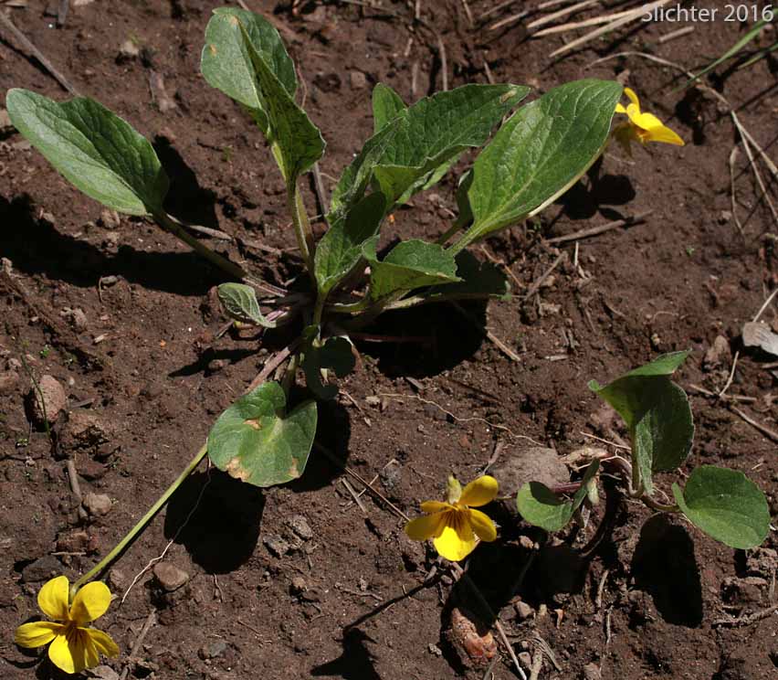 Canary Violet, Upland Yellow Violet, Yellow Montane Violet: Viola praemorsa ssp. praemorsa (Synonyms: Viola nuttallii ssp. praemorsa, Viola nuttallii var. praemorsa)